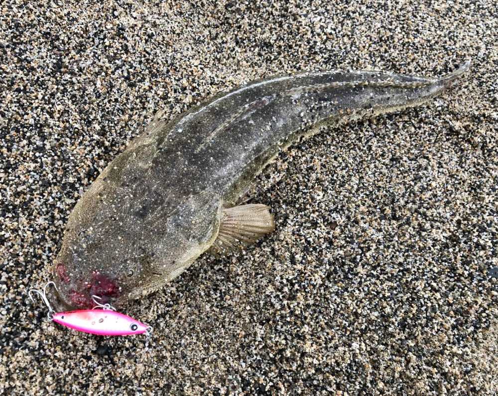 オフベイト,マゴチ